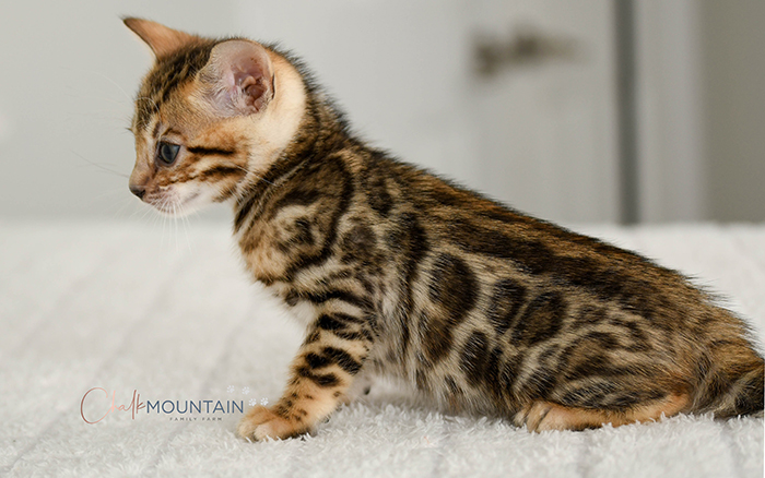 Bengal kitten for sale